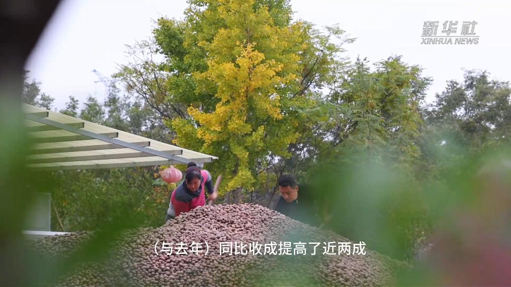 江苏泗洪：碧根果成“致富果”