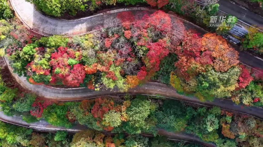 浙江景宁：秋意渐浓层林染