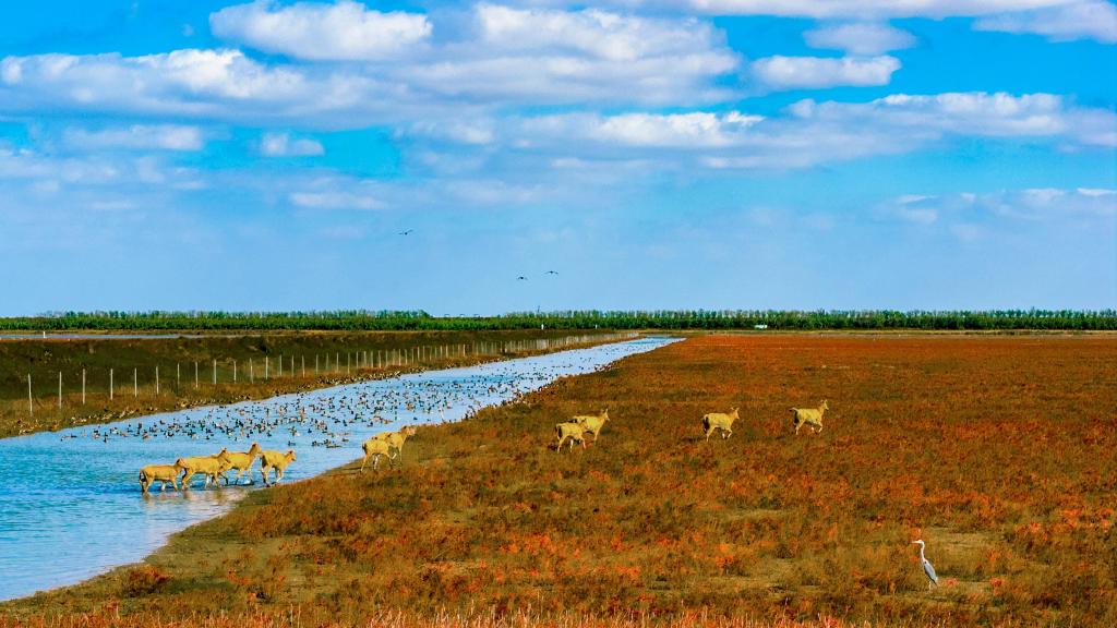 江苏东台：初冬条子泥湿地美如画