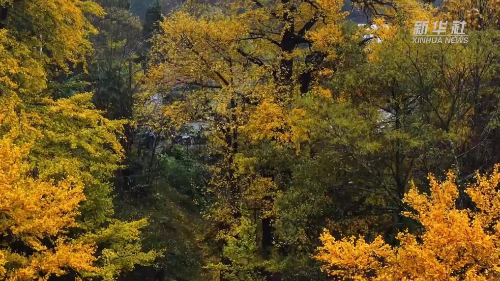 安徽池州:彩林映云雾 村落入画来