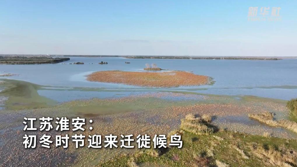 江苏淮安:初冬时节迎来迁徙候鸟