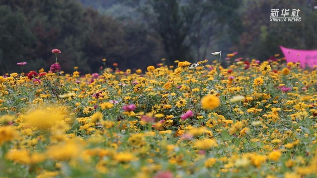 浙江衢州:四十畝花海邂逅無盡浪漫