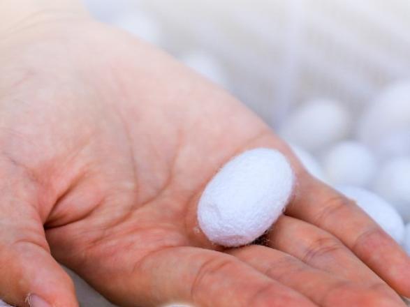 新華鮮報|“東綢西固”！繭絲綢將“織”就千億産業