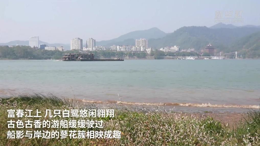 杭州桐廬：富春江畔蓼花盛放醉游人