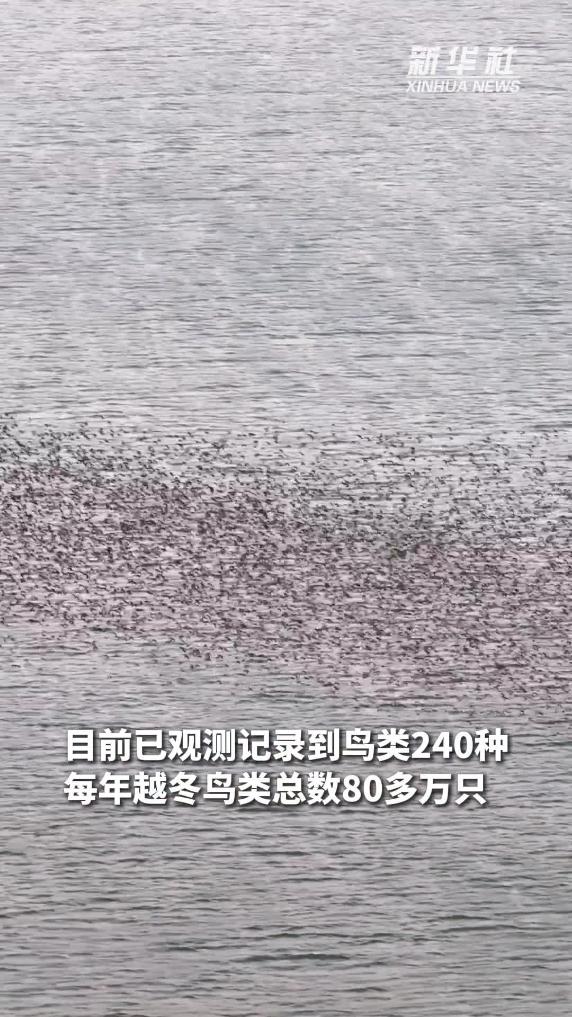 江蘇泗洪：洪澤湖濕地現“鳥浪”景觀