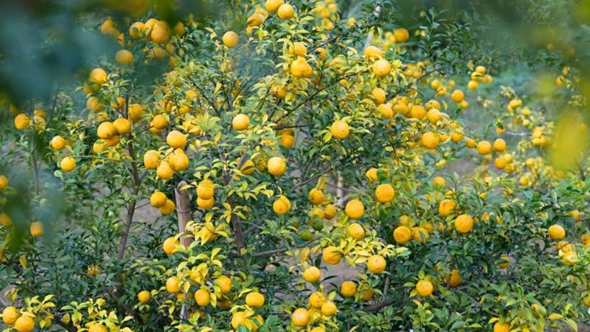 73782641e5acaff23f05ffe2295d967e