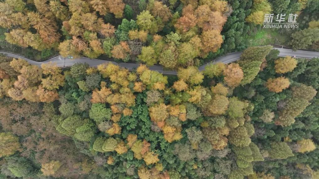 湖州安吉：金松覆岭 霜染层林