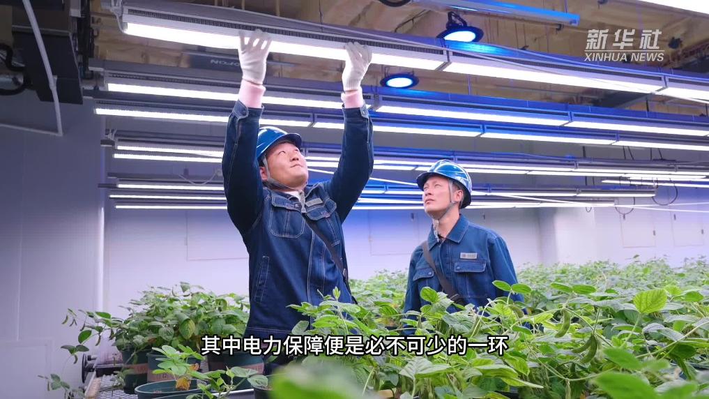 安徽宿州：核心产区育优种 电力保障护科研