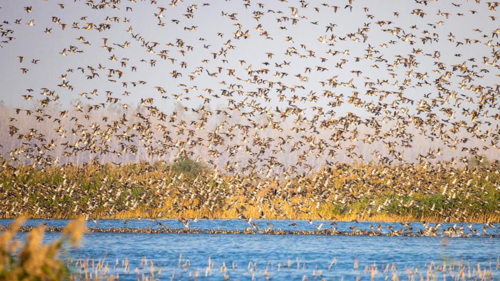 候鸟迁徙 翱翔天际