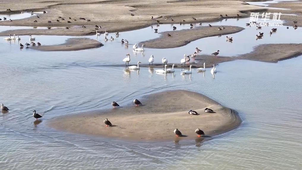 江心洲上候鸟归来