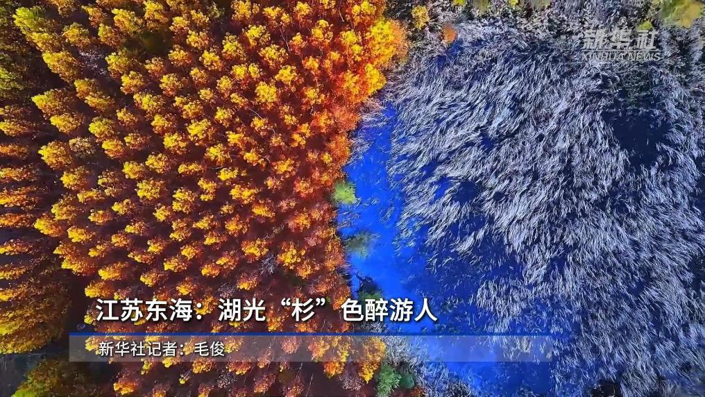 江苏东海：湖光“杉”色醉游人