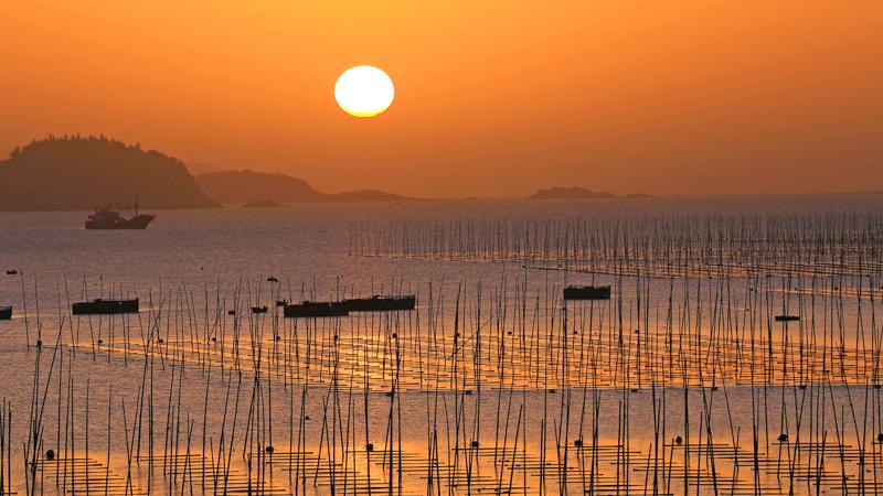 “海上菜园”迎丰收