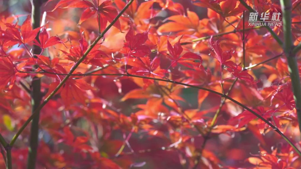 江苏如皋：水绘园“枫”景如画