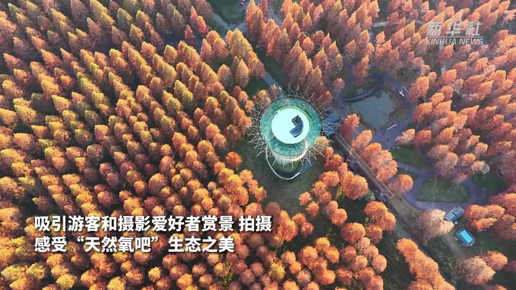 江苏东台：森林公园冬景如画