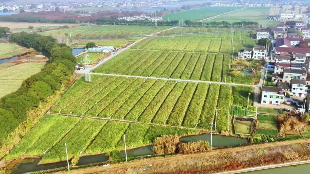 江苏溧阳:晚茭“鲜”上市 个大饱满价更俏