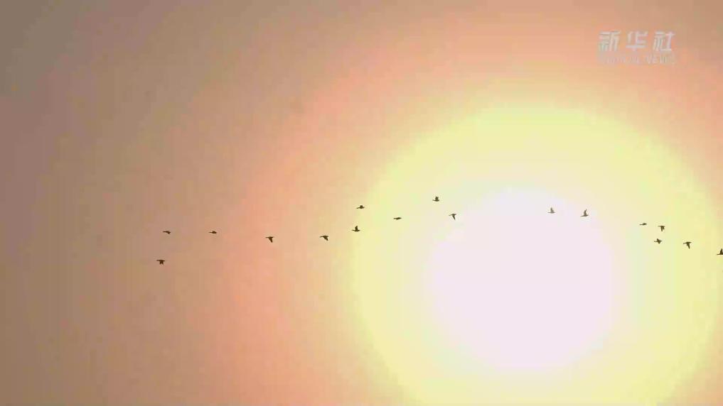 浙江长兴:“精灵”舞动湿地生态画卷