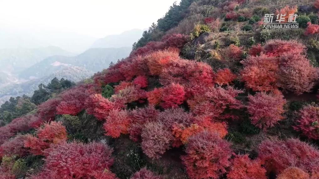 杭州桐庐：红枫如霞漫山野