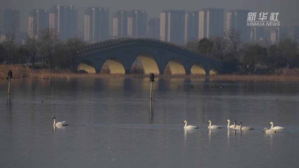 安徽滁州：越冬候鸟“打卡”城市公园