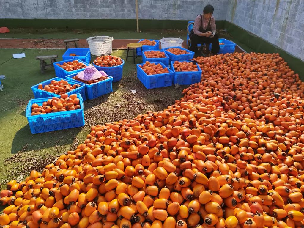 浙映像·乡村特写丨红了柿子，甜了日子
