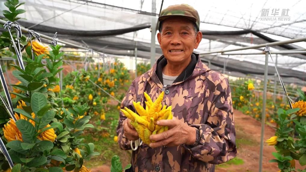 浙江金东：小小佛手果创造大产业