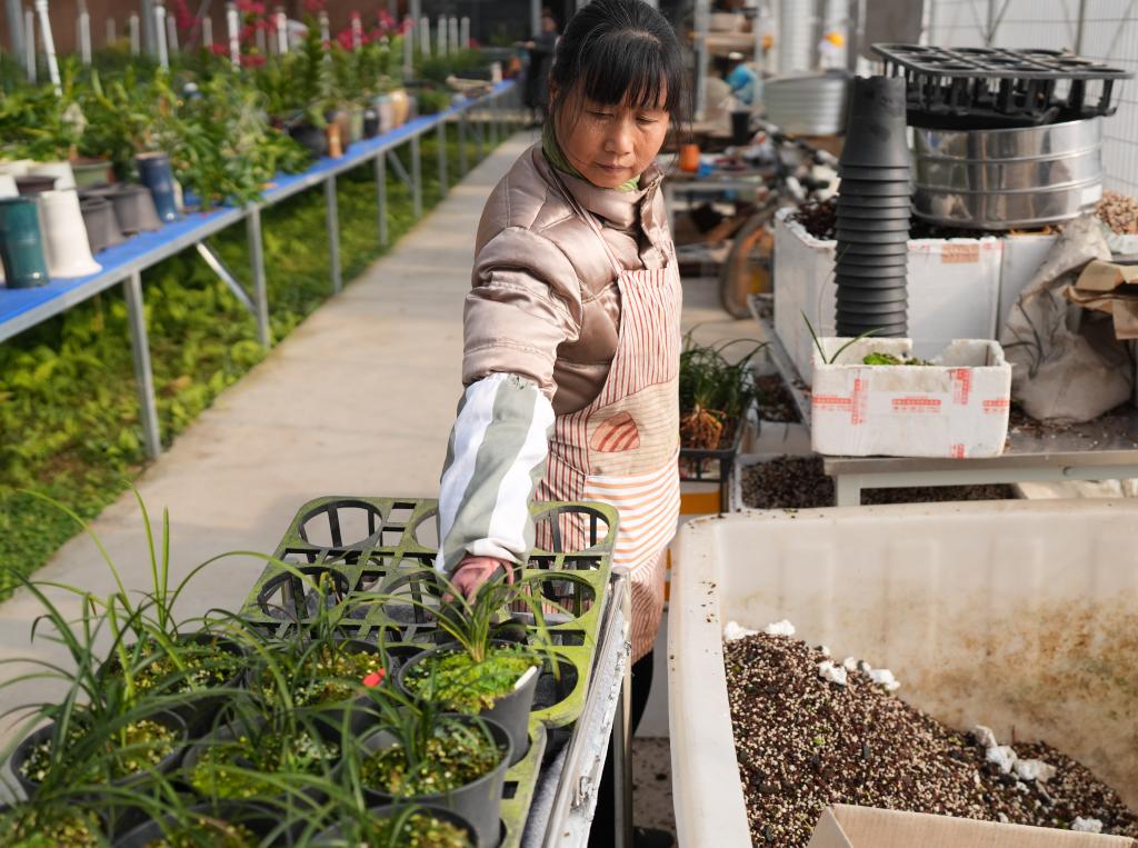 浙江绍兴：乡村兰苑花飘香