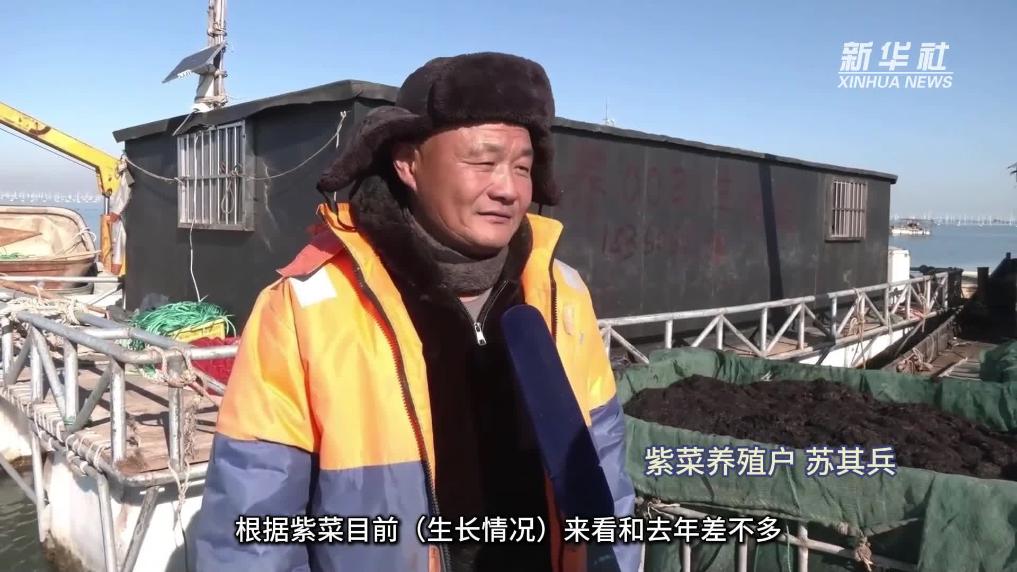 海上牧场丰收忙 江苏赣榆9.6万亩条斑紫菜迎来采收季