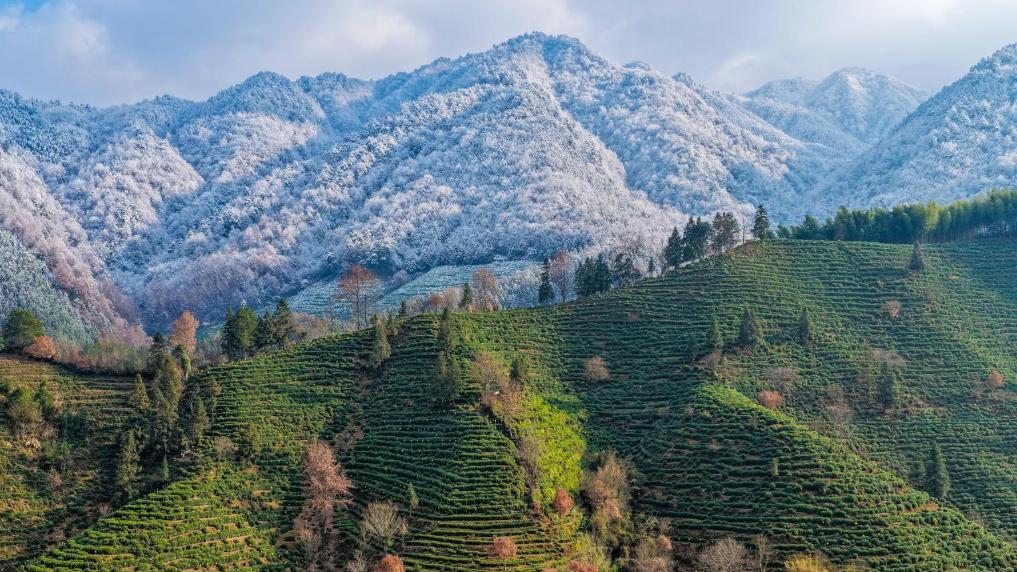 安徽黄山：箬岭古道雪景美