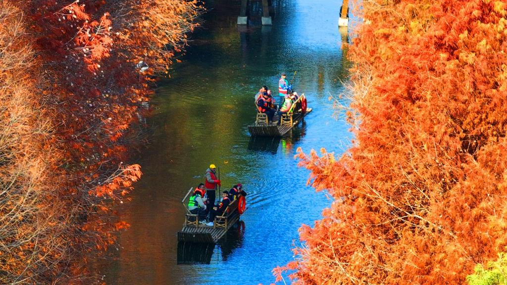 江苏苏州：七彩杉林醉游人