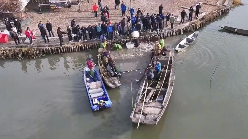杭州余杭：水乡冬捕鱼跃人欢