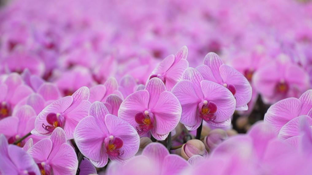 浙江湖州：年宵花走俏 科技赋能“花经济”