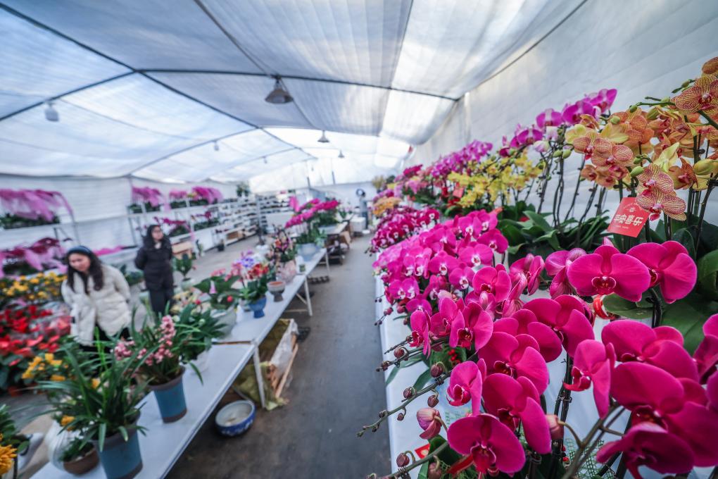 浙江金华：年宵花卉进入销售旺季