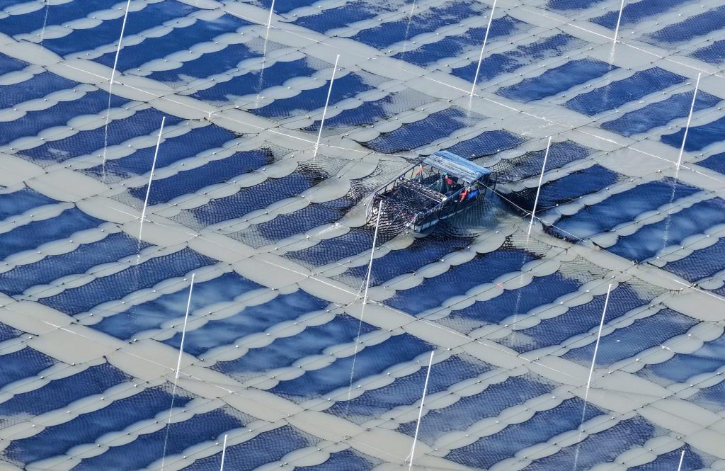 江苏连云港：“海上菜园”冬收忙