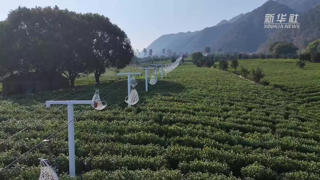 杭州桐庐：冬日茶园好风光