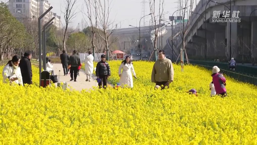 杭州余杭：冬日油菜花开美如画