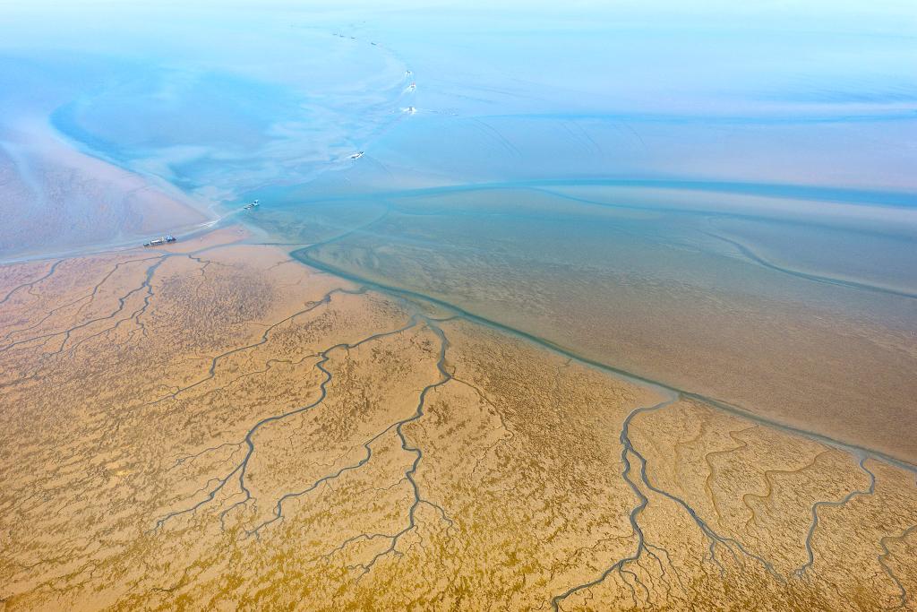 江苏如东：收获头水紫菜