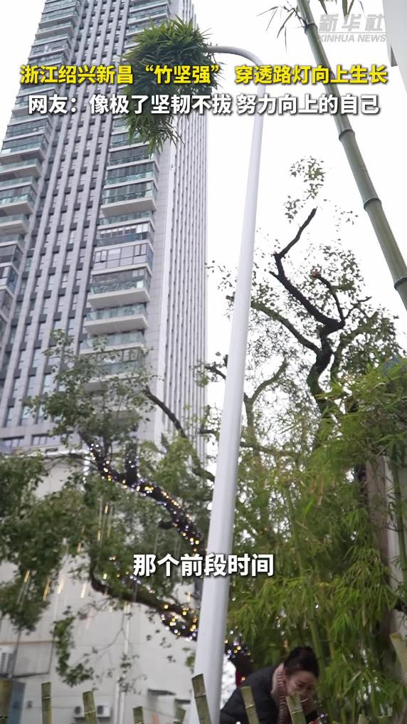秀我中国|浙江绍兴新昌“竹坚强”穿透路灯向上生长