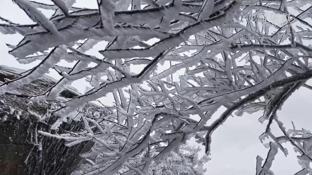江苏连云港:“小雪+雾凇” 感受银装素裹的美丽