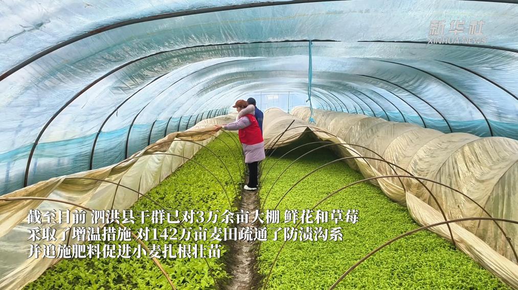 江苏泗洪：雪后抢管保农收