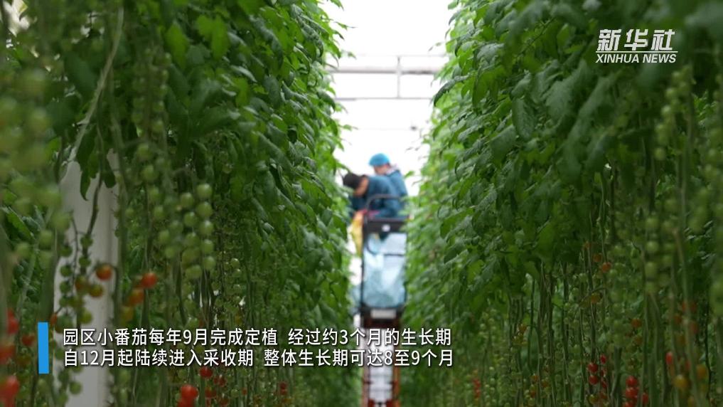 江苏泰州：科技赋能 智慧农场让种植更“聪明”