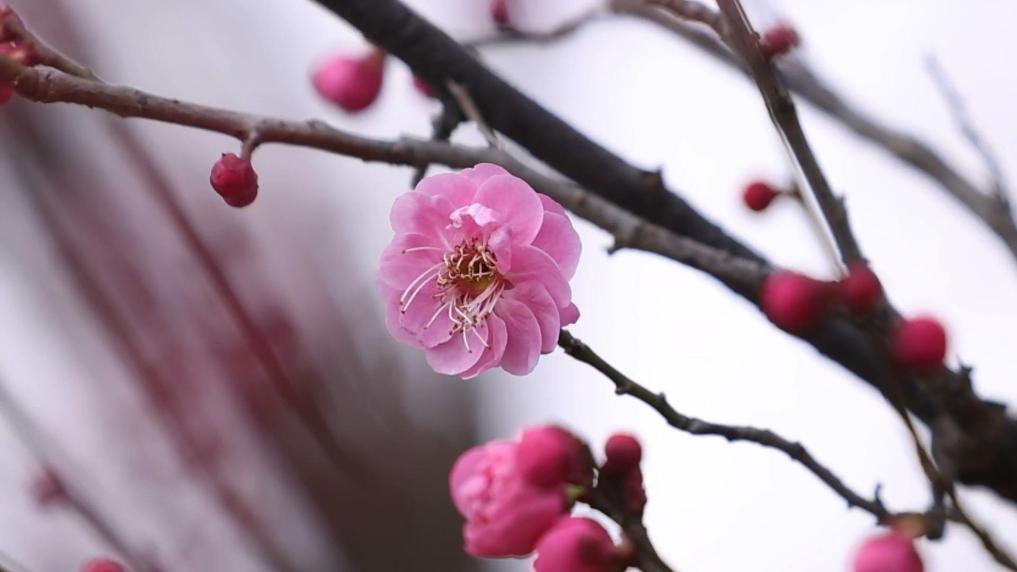 杭州良渚古城迎早梅绽放 吸引游客寻芳赏景