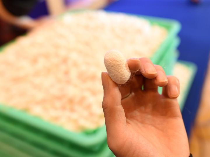 培育96家“科技新小龙”，浙江这样干