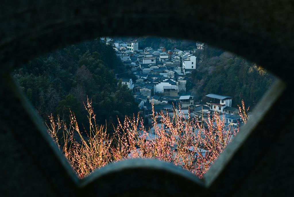 镜观中国丨安徽黄山：卖花渔村梅花开