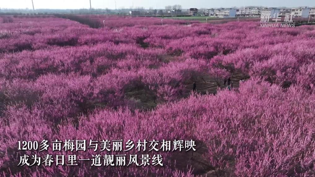 安徽阜阳：千亩梅花迎春开 美丽乡村入画来