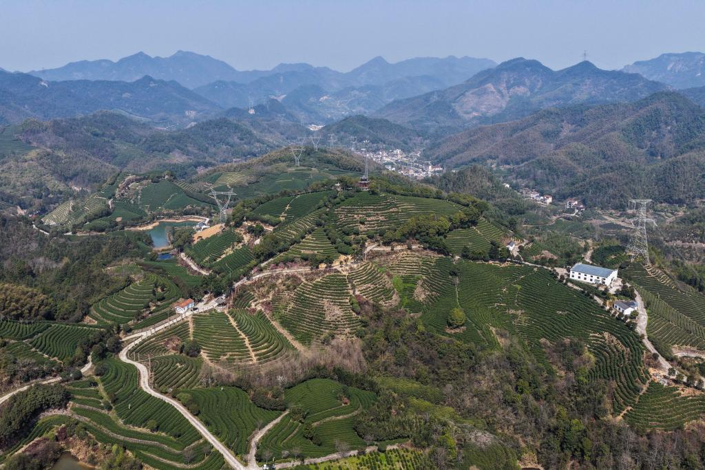 浙江武义：中国有机茶之乡春茶全面开采