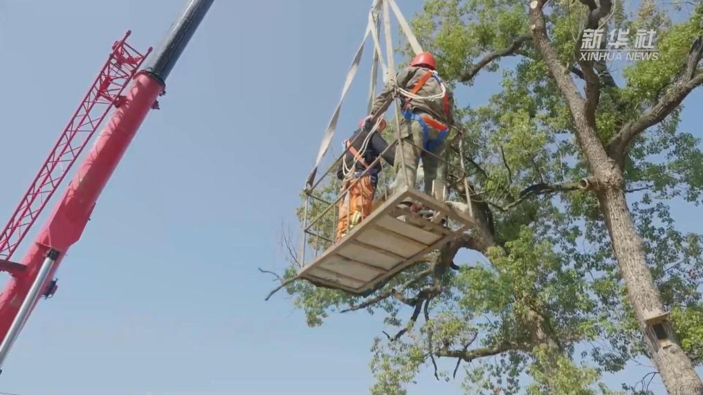 杭州桐庐：“把脉问诊” 守护古树名木