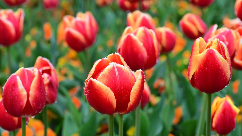 乐享春日花开 “郁”见缤纷美好