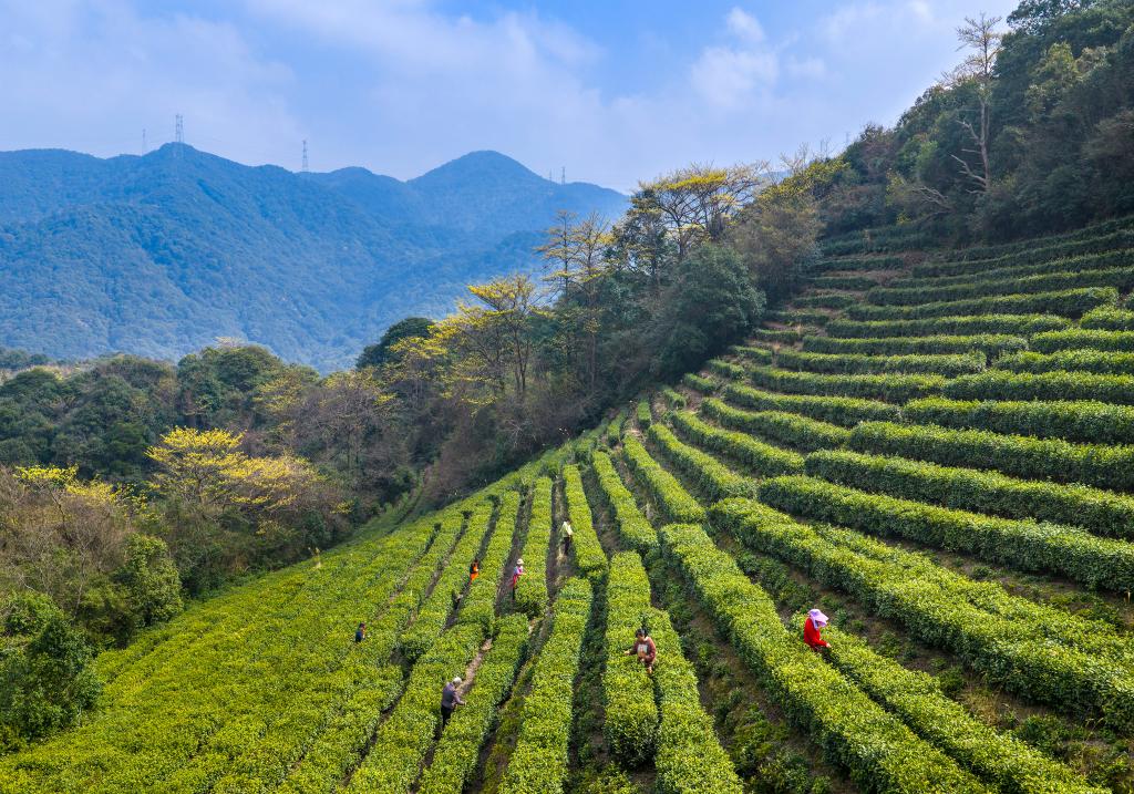 春到茶山采茶忙