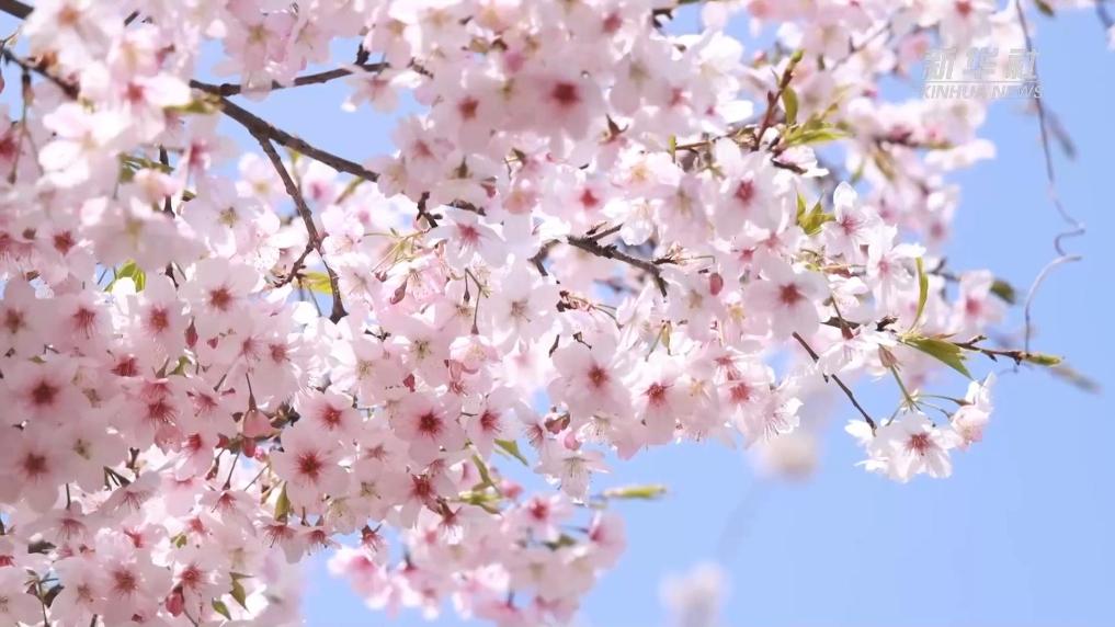 杭州余杭：万株樱花绽放 催热春日“赏花经济”
