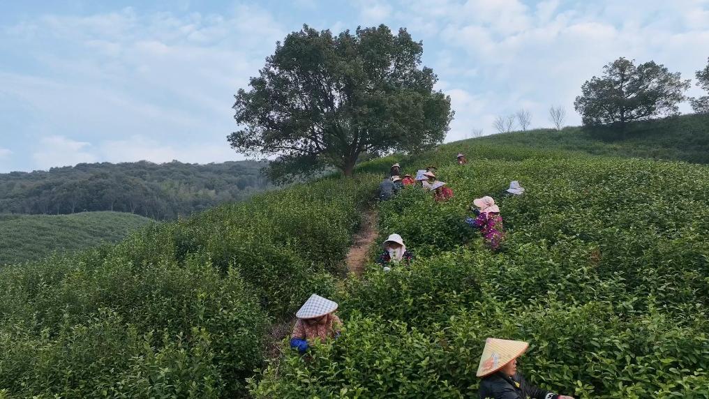 浙江湖州进入“春茶时间”