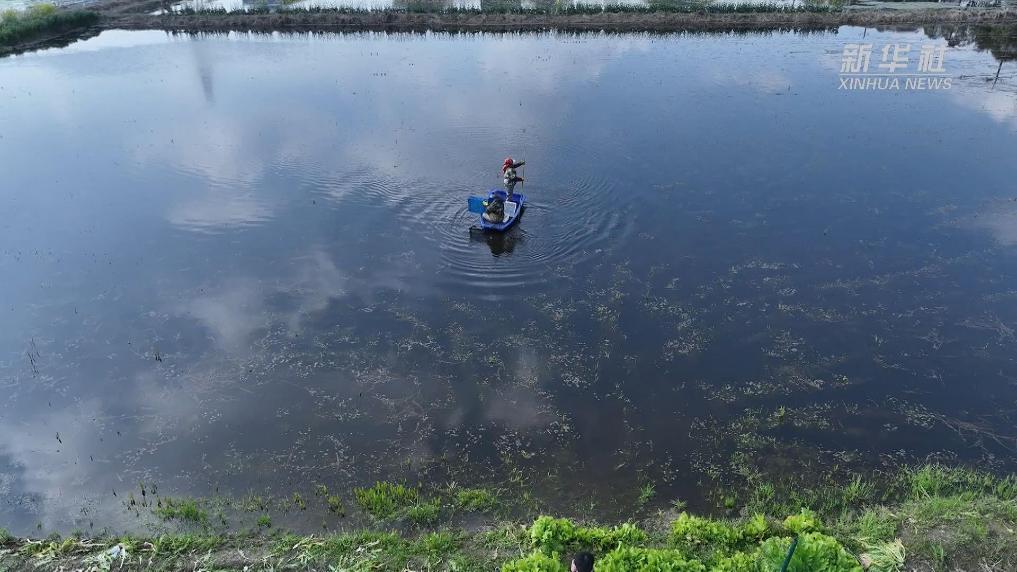杭州萧山：“水上春耕”正当时 虾苗投放忙